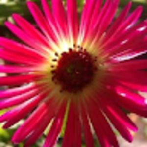 Meet your Posher, Lynda